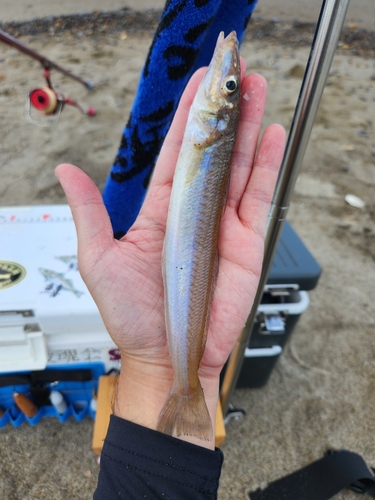 シロギスの釣果