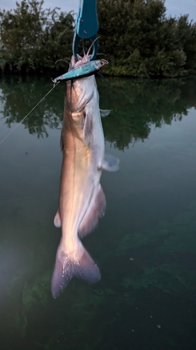 アメリカナマズの釣果