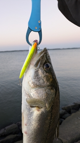 シーバスの釣果