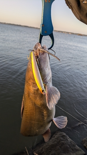 アメリカナマズの釣果