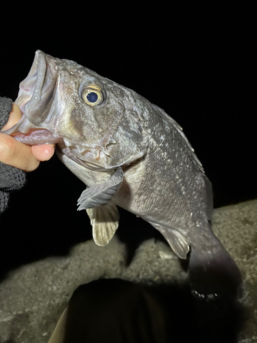 クロソイの釣果