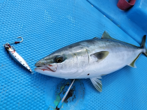 タチウオの釣果