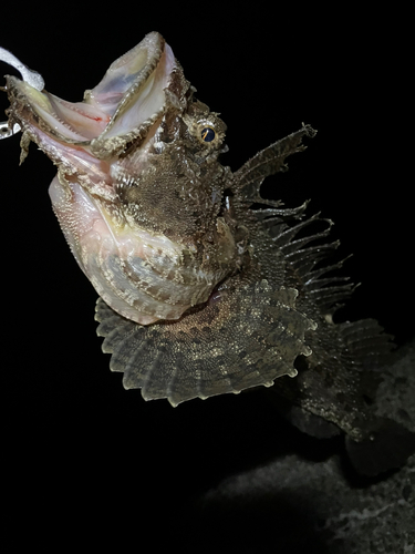 カジカの釣果