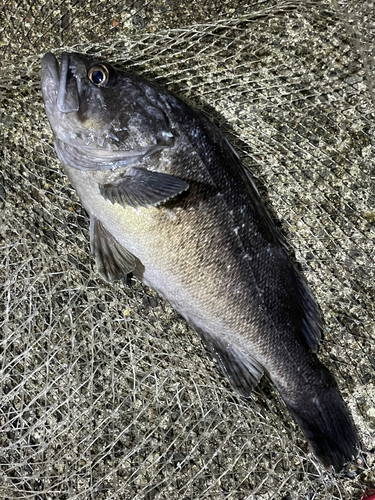 クロソイの釣果