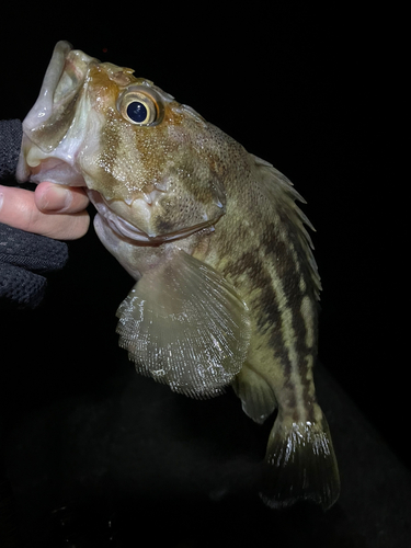 シマゾイの釣果