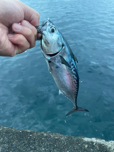 スマの釣果