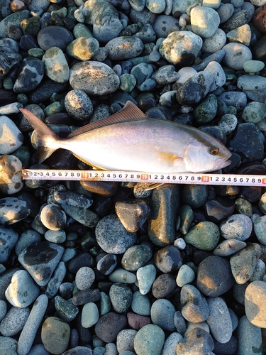 ショゴの釣果