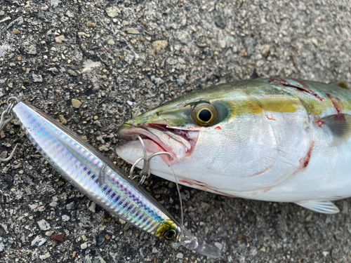 ハマチの釣果