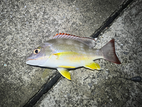 オキフエダイの釣果