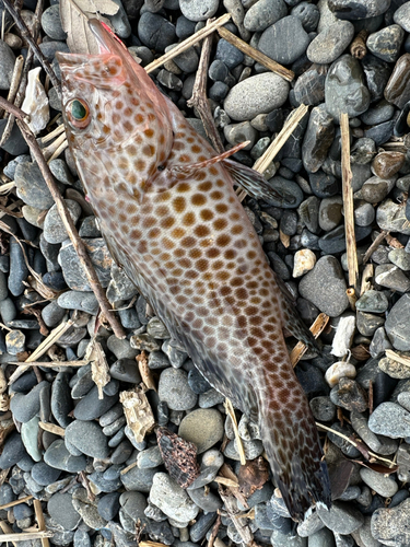 オオモンハタの釣果