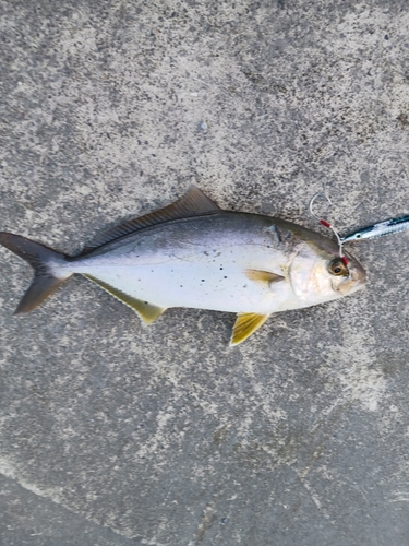 ショゴの釣果