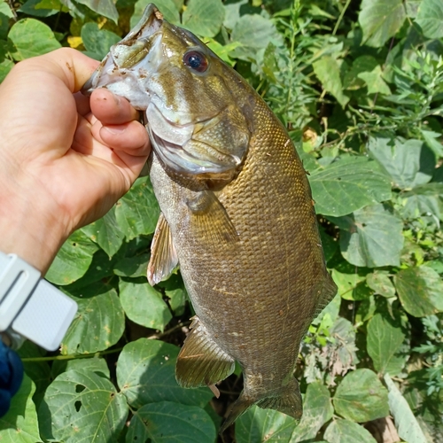 スモールマウスバスの釣果