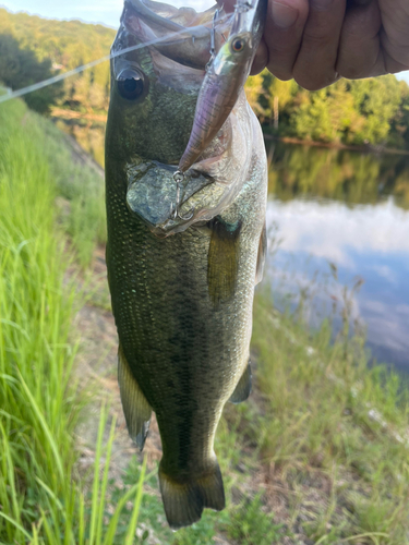 ブラックバスの釣果