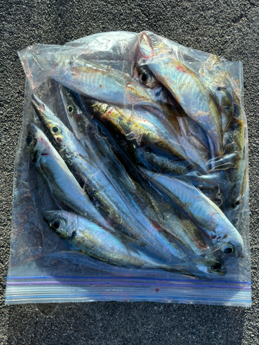 マアジの釣果