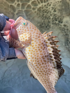 オオモンハタの釣果