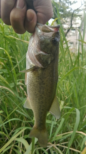 ラージマウスバスの釣果