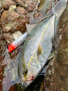 ネリゴの釣果