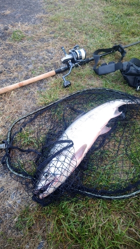 シロザケの釣果