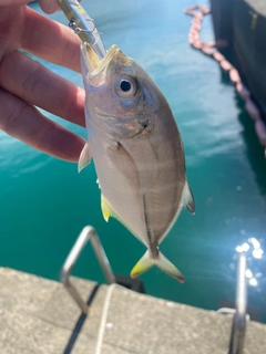 メッキの釣果