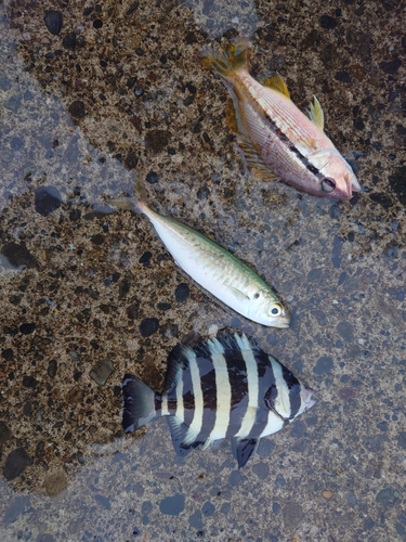 イナダの釣果