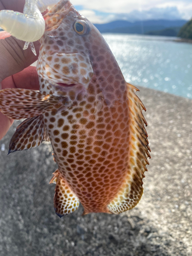 オオモンハタの釣果