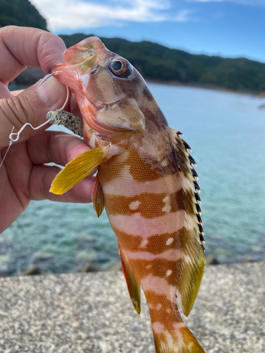 アカハタの釣果