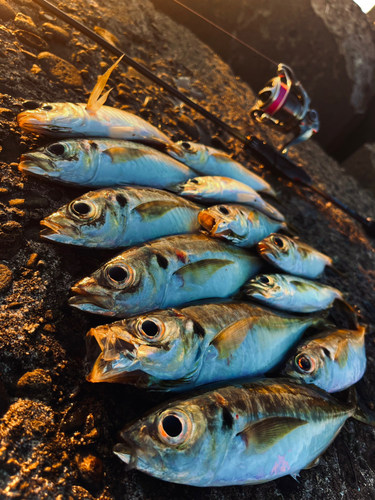 アジの釣果