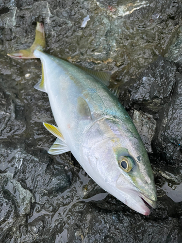 イナダの釣果