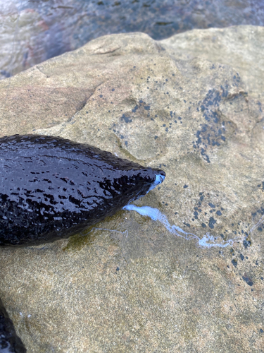 ナマコの釣果