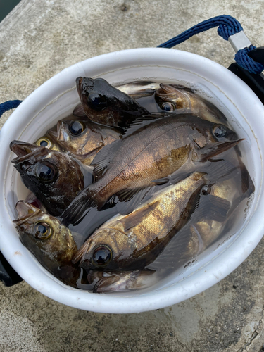 メバルの釣果