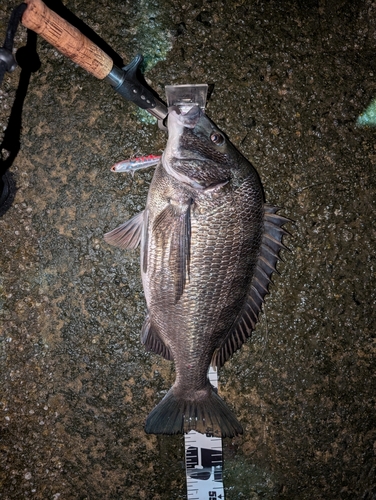 クロダイの釣果