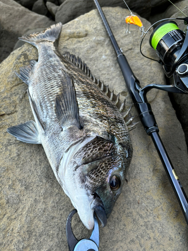 クロダイの釣果