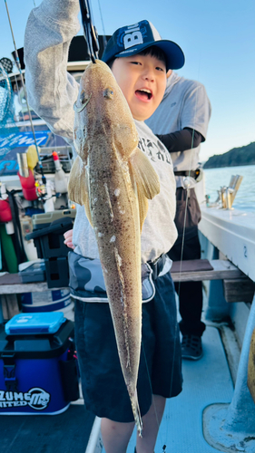 マゴチの釣果