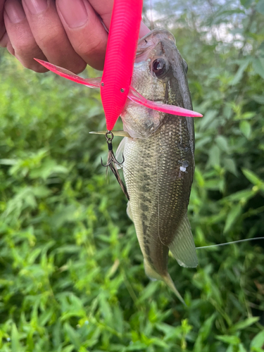 ブラックバスの釣果