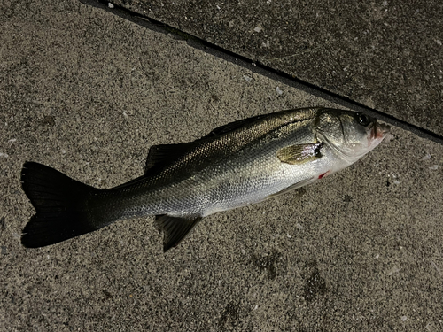 セイゴ（マルスズキ）の釣果