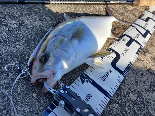 ショゴの釣果