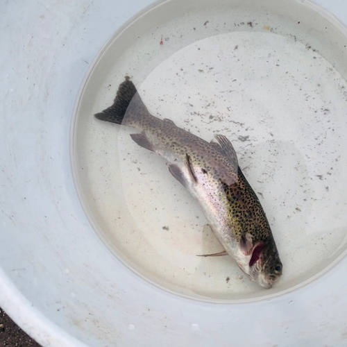 ニジマスの釣果