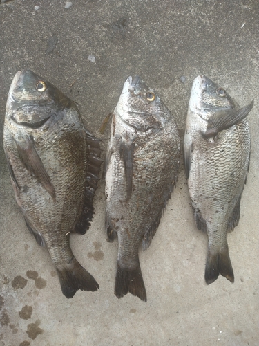 クロダイの釣果