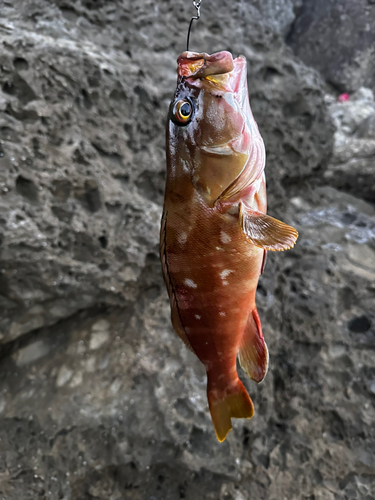 アカハタの釣果