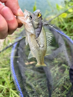 ブラックバスの釣果