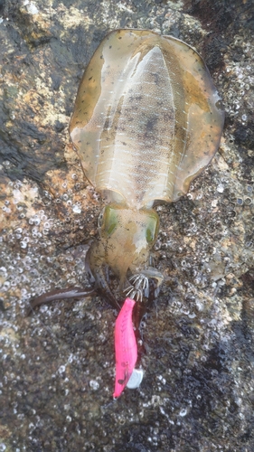 アオリイカの釣果