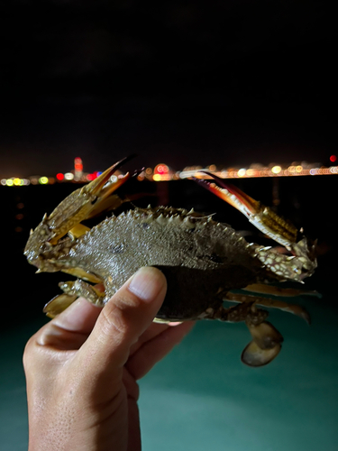 タイワンガザミの釣果