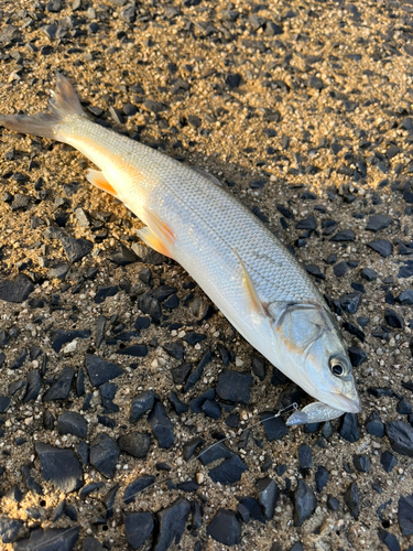 ウグイの釣果