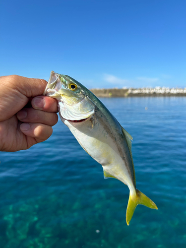 ツバスの釣果