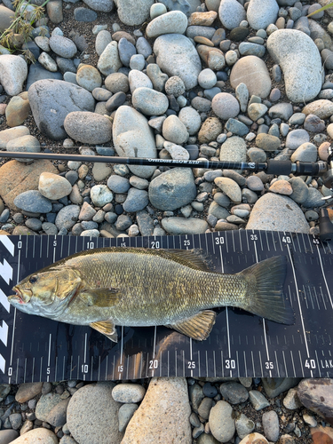 スモールマウスバスの釣果