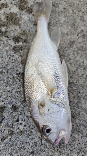 イシモチの釣果