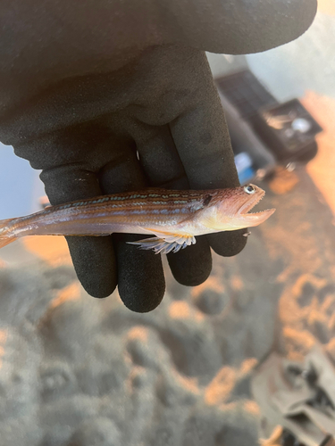 エソの釣果