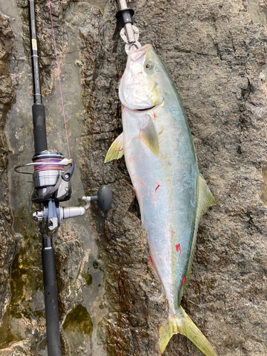 メジロの釣果