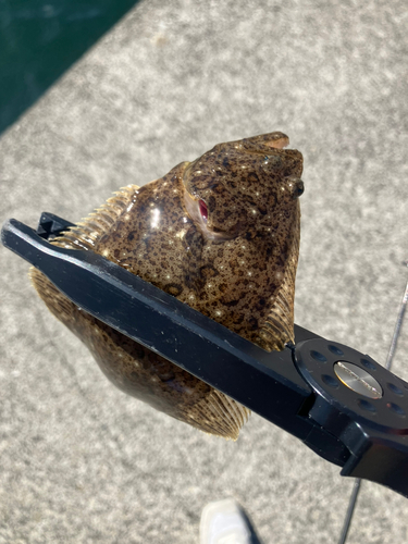 ソゲの釣果