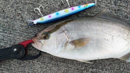 ショゴの釣果